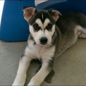 Meet your Posher, Brie